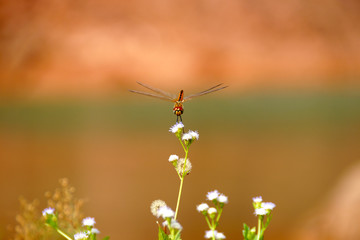 Fototapeta premium Resting red dragonfly