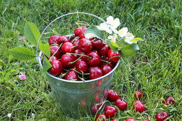 Bucket of sweet cherry on green grass