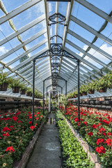 Greenhouse Flowers