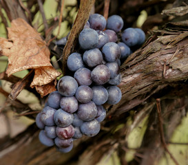 Ripe grapes on vine 