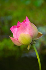 Beautiful lotus flower.
