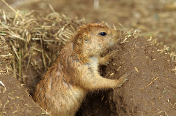 プレーリードック