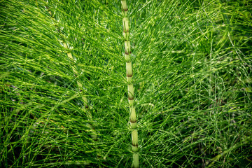 Horsetail