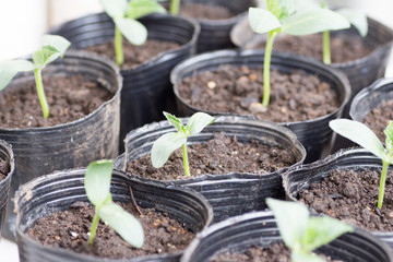 Cucumber seedling