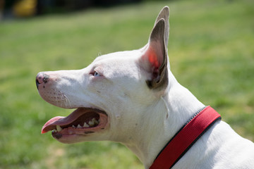 Portrait of  American pit bull terrier with blue eyes.
