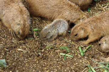 プレーリードック