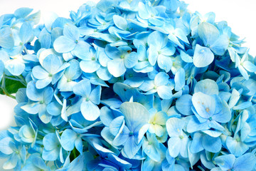 Blue Hydrangea flower isolated on white.
