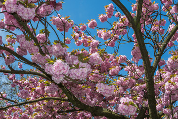 Spring flowers on trees