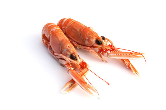 Langoustes