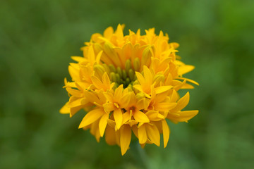 Mini Marigold orange.