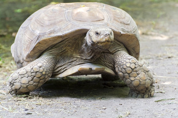 African spurred tortoise (Centrochelys sulcata)