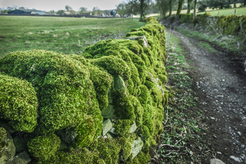 Moss Covered Wall