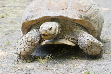 African spurred tortoise (Centrochelys sulcata)