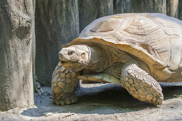 Naklejka premium African spurred tortoise (Centrochelys sulcata)