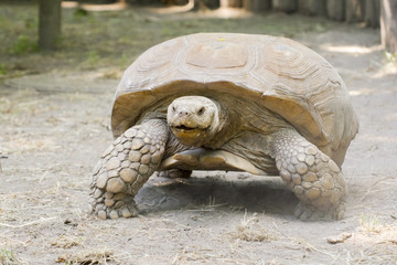 African spurred tortoise (Centrochelys sulcata)