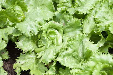 Harvesting lettuce