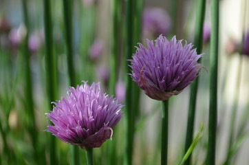 Purple flowers of garlic chives