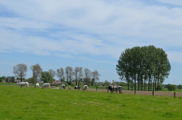 Fototapeta na wymiar Cows in meadow and group of trees