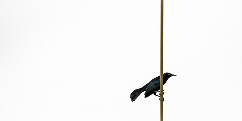 GREATER ANTILLEAN GRACKLE BLACK BIRD IN TRINIDAD AND TOBAGO