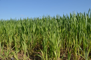 Growing corn in a field in spring