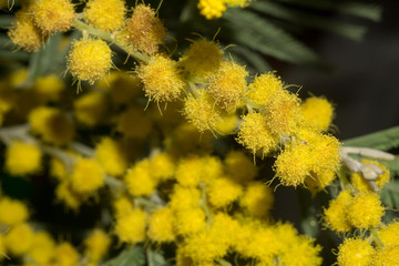 Obraz premium Mimosa Macro