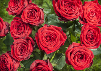 Obraz premium Red Roses