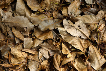 Dry leaves autumn background