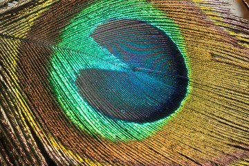 Obraz premium Peacock Feather