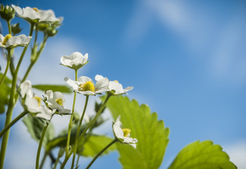 Strawberry Fowers