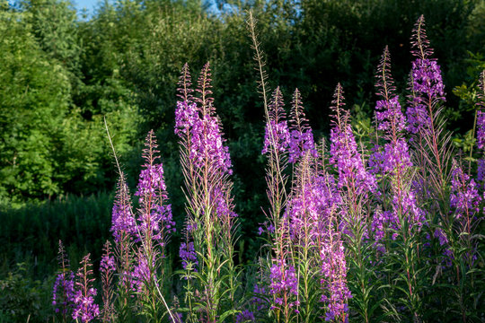 Rosebay Willowherb