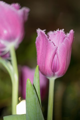 Fototapeta premium Purple Tulip