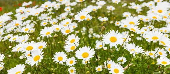 Blooming ox-eye daisies waving in the wind