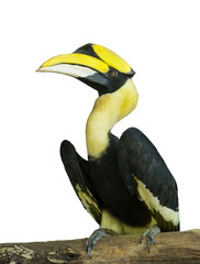 Hornbill