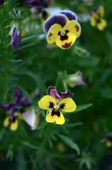 Tricolor Pansy flowers