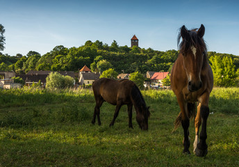 horses in the countryside