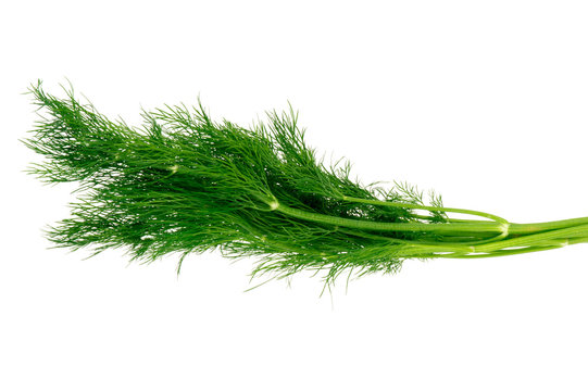 Bunch of dill -isolated on the white background.