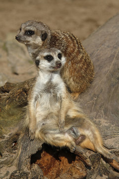 Erdm&auml;nnchen