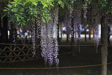 Japanese wisteria 3