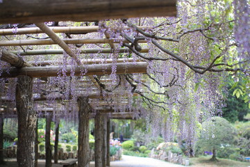 Japanese wisteria 5