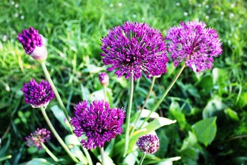 Allium, Purple, Sphere leek, Allium giganteum, green meadow in Germany