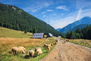 Naklejka premium Wypas owiec w Dolinie Chochołowskiej w Tatrach, Polska.
