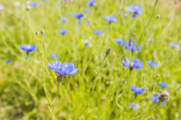 Fototapeta na wymiar Blue blooming cornflowers in soft light