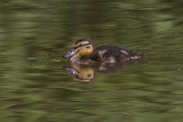 Stockente (Anas platyrhynchos)