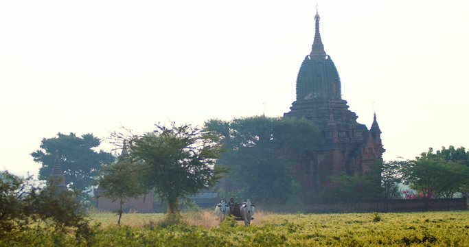 Burmese peasant on bullock cart moving through fields of rural Maynmar (Burma)
