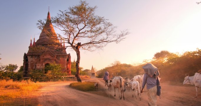 Beautiful sunset scene of herd of livestock animals go on country road