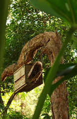 Wooden nesting box for birds and wildlife in tree