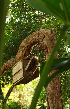 Wooden nesting box for birds and wildlife in tree