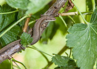Lacerta praticola. Meadow lizard on a tree branch close-up.
