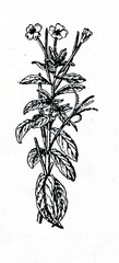 Great willowherb (Epilobium hirsutum)