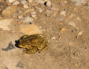 Żaba, płaz © © Jakacki